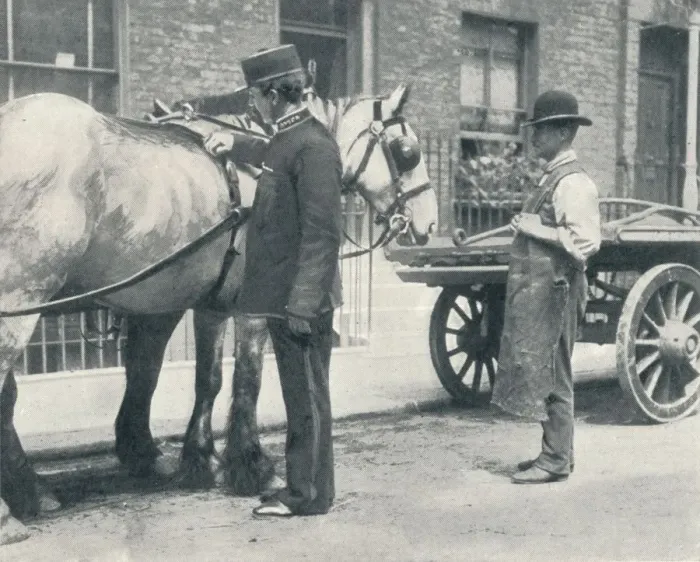 Framed Print : RSPCA inspector examining a horse, c1903 (1903) Framed Print : RSPCA inspector examining a horse, c1903 (1903)
