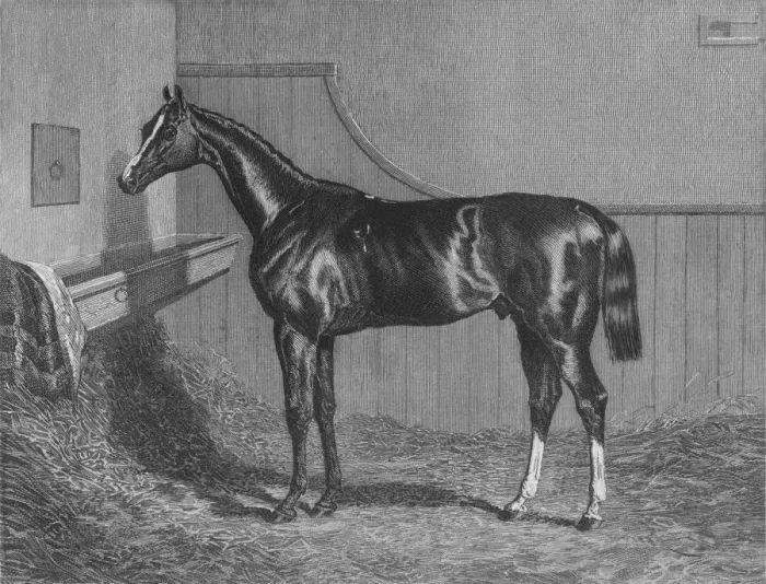 Framed Print : The Rt. Hon. The Earl of Lichfields Elis. Winner of the St. Leger 1836, 1911 Framed Print : The Rt. Hon. The Earl of Lichfields Elis. Winner of the St. Leger 1836, 1911