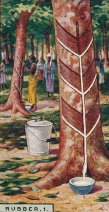 Framed Print : Rubber, 1. Tapping the Trees, Ceylon, 1928 Framed Print : Rubber, 1. Tapping the Trees, Ceylon, 1928