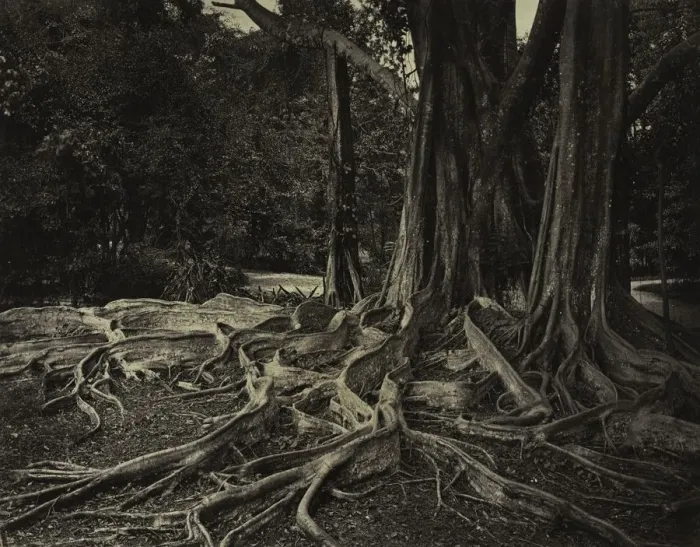 Framed Print : Rubber Tree, Assam, India (Ficus Elastica), c. 1880s. Creator: Charles T. Scowen (British) Framed Print : Rubber Tree, Assam, India (Ficus Elastica), c. 1880s. Creator: Charles T. Scowen (British)