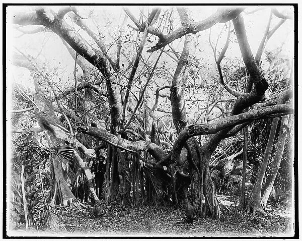 Rubber trees, Lake Worth, between 1880 and 1897. Creator: William H. Jackson