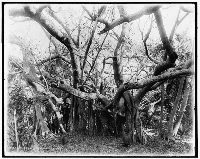 Framed Print : Rubber trees, Lake Worth, between 1880 and 1897. Creator: William H. Jackson Framed Print : Rubber trees, Lake Worth, between 1880 and 1897. Creator: William H. Jackson