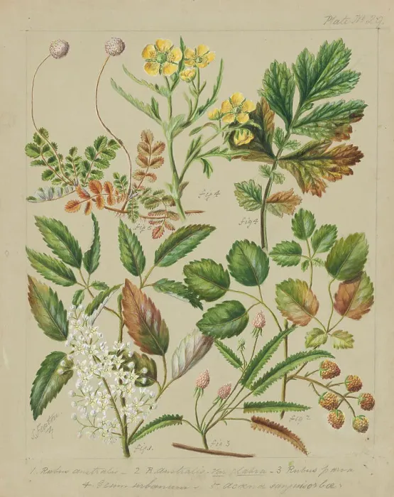 Framed Print : [Rubus australis; R.australis - globra; R.parva; Geum urbanum; Acaena sanguisorboe], c.1885. Creator: Sarah Featon