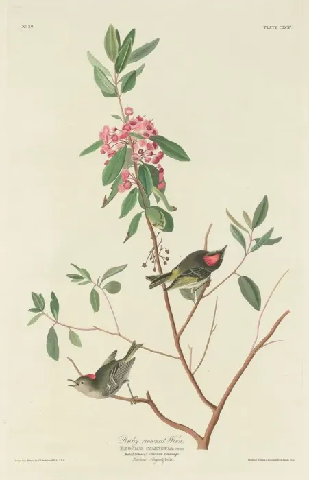 Framed Print : Ruby-crowned Wren, 1834. Creator: Robert Havell Framed Print : Ruby-crowned Wren, 1834. Creator: Robert Havell