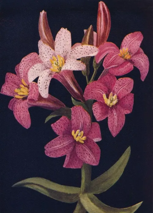 Framed Print : Ruby Lily, c1915, (1915). Artist: Emma Graham Clock Framed Print : Ruby Lily, c1915, (1915). Artist: Emma Graham Clock