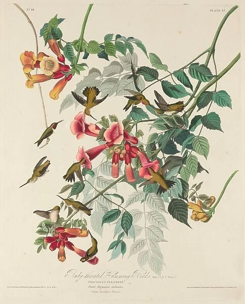 Ruby-throated Humming Bird, 1828. Creator: Robert Havell