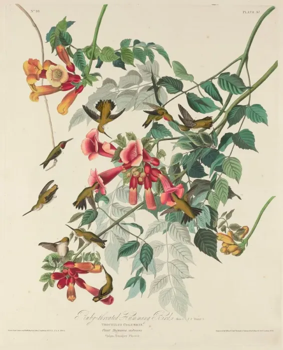 Framed Print : Ruby-throated Humming Bird, 1828. Creator: Robert Havell Framed Print : Ruby-throated Humming Bird, 1828. Creator: Robert Havell