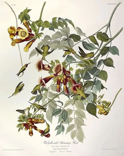 Ruby Throated Humming Bird, Trochilus Colubris, 1845