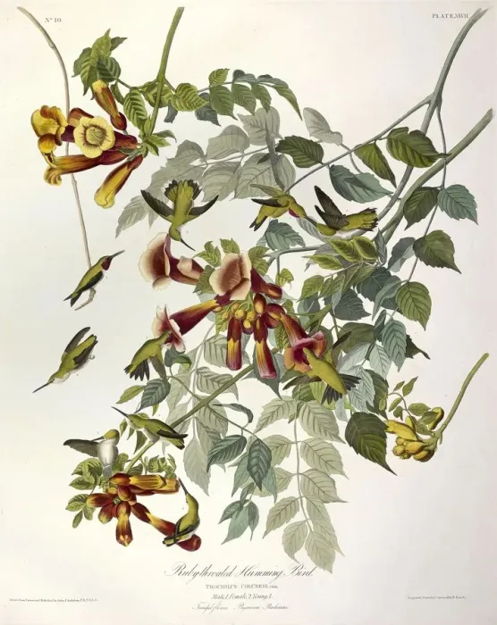Framed Print : Ruby Throated Humming Bird, Trochilus Colubris, 1845 Framed Print : Ruby Throated Humming Bird, Trochilus Colubris, 1845