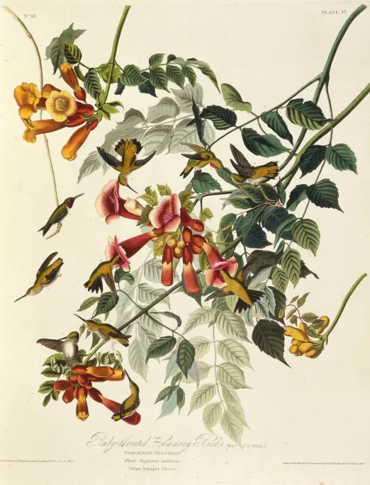 Framed Print : The ruby-throated hummingbird. From The Birds of America, 1827-1838. Creator: Audubon Framed Print : The ruby-throated hummingbird. From The Birds of America, 1827-1838. Creator: Audubon