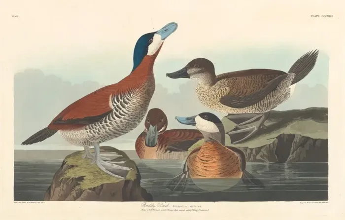 Framed Print : Ruddy Duck, 1836. Creator: Robert Havell Framed Print : Ruddy Duck, 1836. Creator: Robert Havell