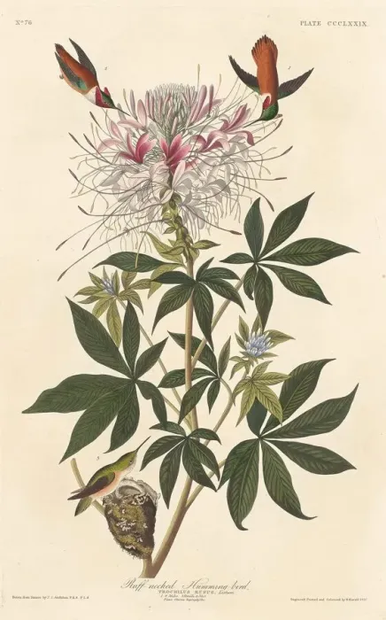 Framed Print : Ruff-necked Humming-bird, 1837. Creator: Robert Havell Framed Print : Ruff-necked Humming-bird, 1837. Creator: Robert Havell