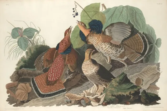 Framed Print : Ruffed Grouse, 1828. Creator: Robert Havell Framed Print : Ruffed Grouse, 1828. Creator: Robert Havell