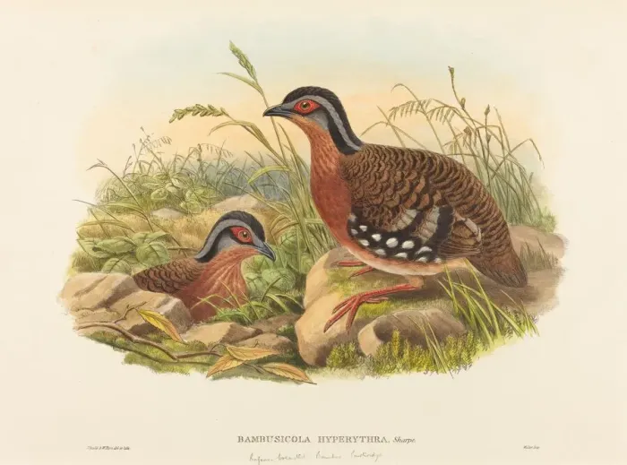 Framed Print : Rufous-breasted Bamboo Partridge (Bambusicola Hyperythra) Framed Print : Rufous-breasted Bamboo Partridge (Bambusicola Hyperythra)