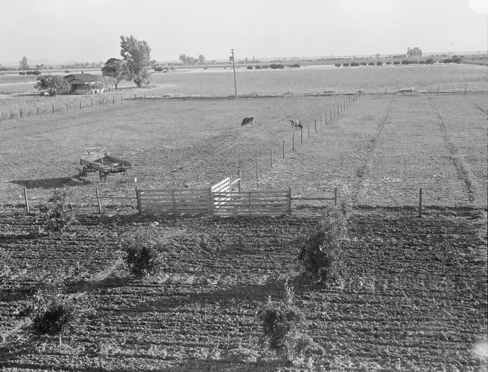 Framed Print : Rural rehabilitation, Tulare County, California, 1938. Creator: Dorothea Lange Framed Print : Rural rehabilitation, Tulare County, California, 1938. Creator: Dorothea Lange