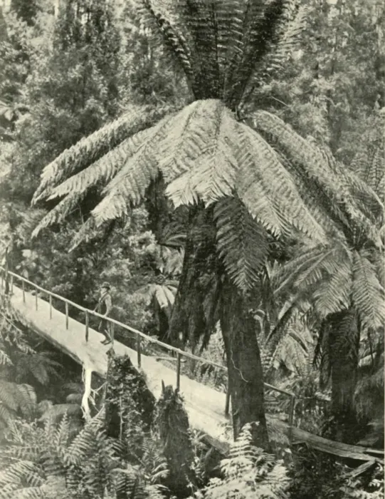 Framed Print : A Rustic Bridge, 1901. Creator: Unknown Framed Print : A Rustic Bridge, 1901. Creator: Unknown
