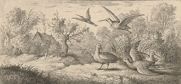 Rusticula, Beccasse (The Woodcock): Livre d Oyseaux (Book of Birds), 1655-1660