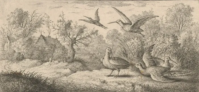 Framed Print : Rusticula, Beccasse (The Woodcock): Livre d Oyseaux (Book of Birds), 1655-1660 Framed Print : Rusticula, Beccasse (The Woodcock): Livre d Oyseaux (Book of Birds), 1655-1660