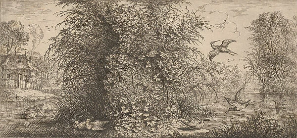 Rusticula minor, Beccassine (The Snipe): Livre d Oyseaux (Book of Birds), 1655-1660