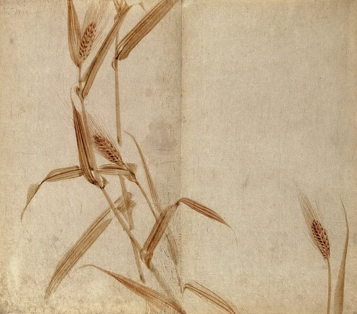 Framed Print : Rye (Secale species): plant stems with seedheads, c19th century. Creator: Unknown Framed Print : Rye (Secale species): plant stems with seedheads, c19th century. Creator: Unknown