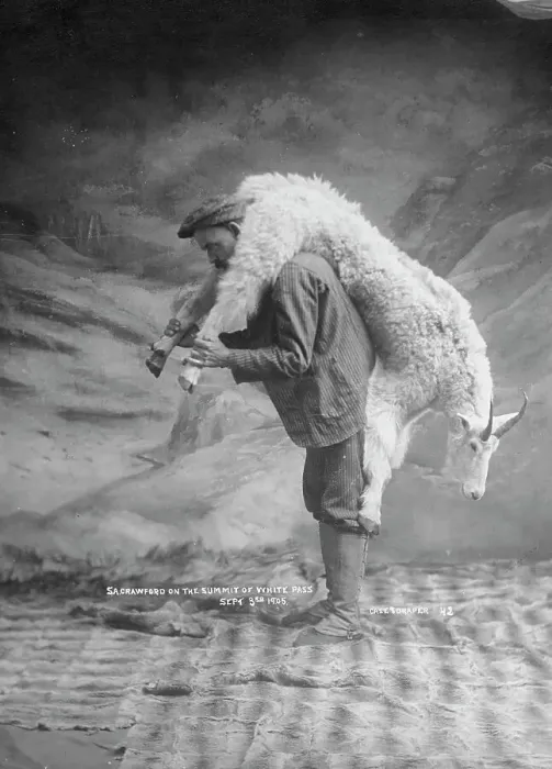 Framed Print : S.A. Crawford carrying a goat, 1905. Creator: Case & Draper. S.A. Crawford carrying a goat, 1905. Creator: Case & Draper Framed Print : S.A. Crawford carrying a goat, 1905. Creator: Case & Draper. S.A. Crawford carrying a goat, 1905. Creator: Case & Draper