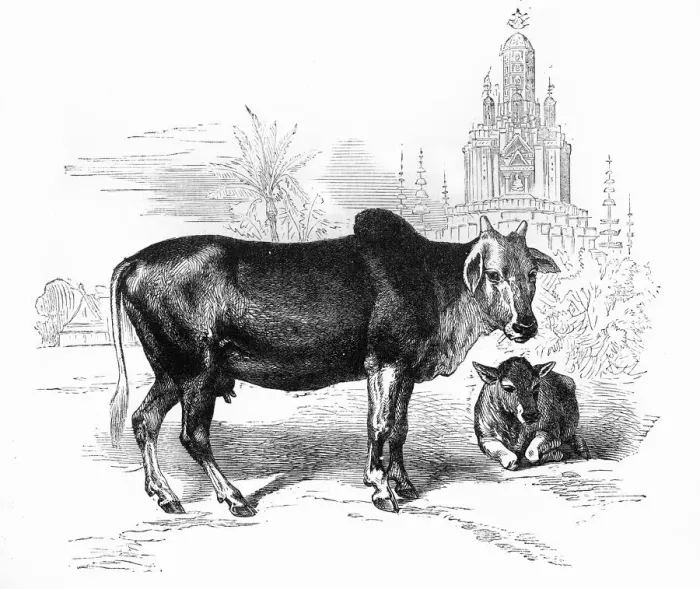 Framed Print : The Sacred Cow of India, c1891. Creator: James Grant Framed Print : The Sacred Cow of India, c1891. Creator: James Grant