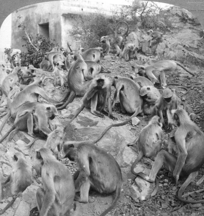 Framed Print : Sacred monkeys at Galta, near Jeypore, India, 1904. Artist: Underwood & Underwood Framed Print : Sacred monkeys at Galta, near Jeypore, India, 1904. Artist: Underwood & Underwood