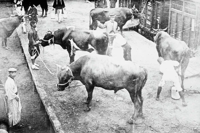 Framed Print : Sacred oxen for funeral, Emperor Japan, 1912. Creator: Bain News Service Framed Print : Sacred oxen for funeral, Emperor Japan, 1912. Creator: Bain News Service