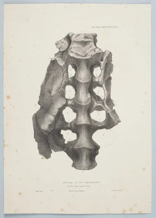 Framed Print : Sacrum of the Iguanodon, 1849. Creator: Joseph Dinkel Framed Print : Sacrum of the Iguanodon, 1849. Creator: Joseph Dinkel