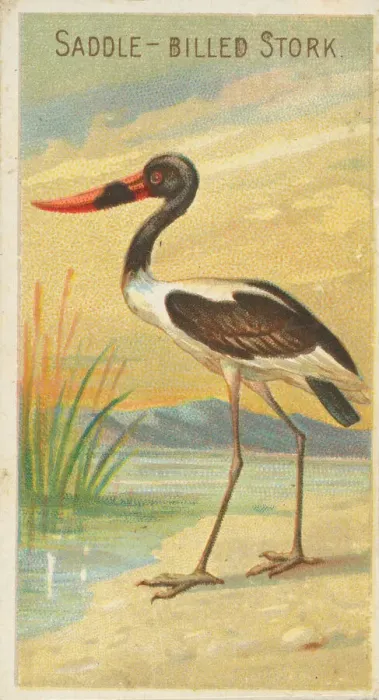 Framed Print : Saddle-Billed Stork, from the Birds of the Tropics series (N5) for Allen & Framed Print : Saddle-Billed Stork, from the Birds of the Tropics series (N5) for Allen &
