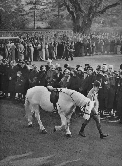 Framed Print : The Empty Saddle: King Georges white pony, Jock, being led in procession, 1936 Framed Print : The Empty Saddle: King Georges white pony, Jock, being led in procession, 1936