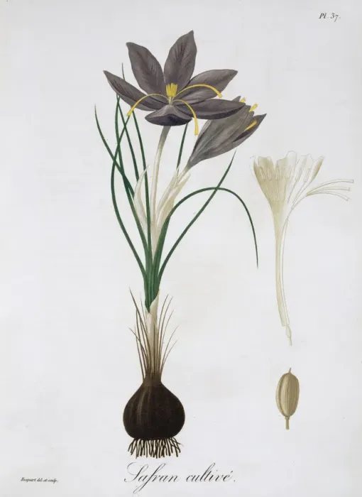 Framed Print : Saffron Crocus, 1821. Artist: LFJ Hoquart Framed Print : Saffron Crocus, 1821. Artist: LFJ Hoquart