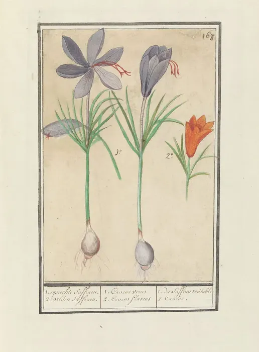 Framed Print : Saffron crocus (Crocus sativus), 1596-1610. Creators: Anselmus de Boodt, Elias Verhulst Framed Print : Saffron crocus (Crocus sativus), 1596-1610. Creators: Anselmus de Boodt, Elias Verhulst
