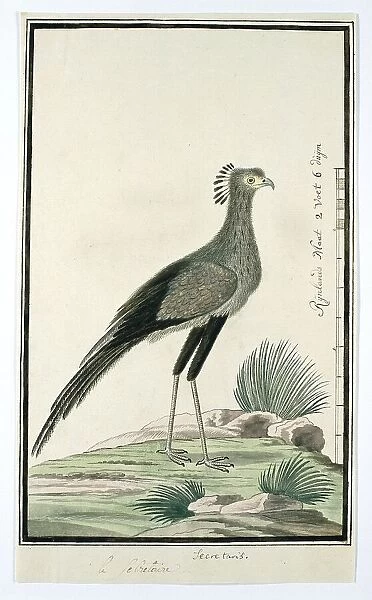 Sagittarius serpentarius (Secretary bird), 1777-1786. Creator: Robert Jacob Gordon