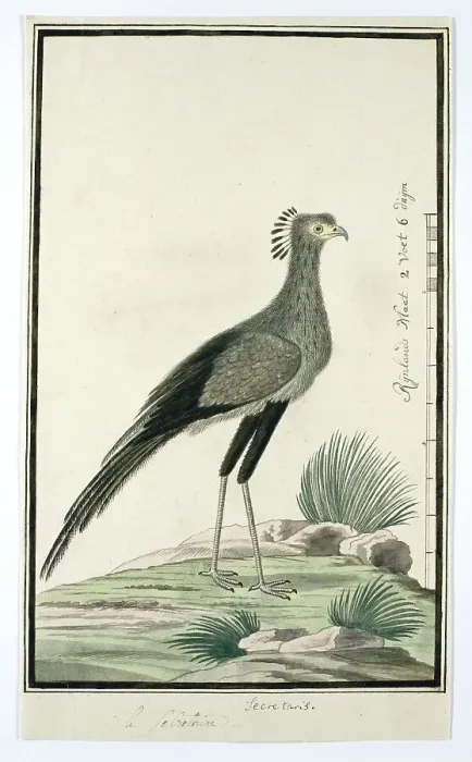 Framed Print : Sagittarius serpentarius (Secretary bird), 1777-1786. Creator: Robert Jacob Gordon Framed Print : Sagittarius serpentarius (Secretary bird), 1777-1786. Creator: Robert Jacob Gordon