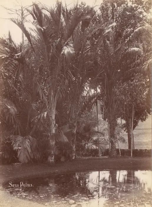 Framed Print : Sago Palms, 1860s-70s. Creator: Unknown Framed Print : Sago Palms, 1860s-70s. Creator: Unknown