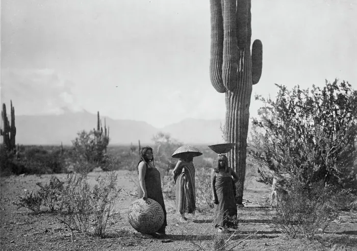 Framed Print : Saguaro fruit gatherers-Maricopa, c1907. Creator: Edward Sheriff Curtis Framed Print : Saguaro fruit gatherers-Maricopa, c1907. Creator: Edward Sheriff Curtis