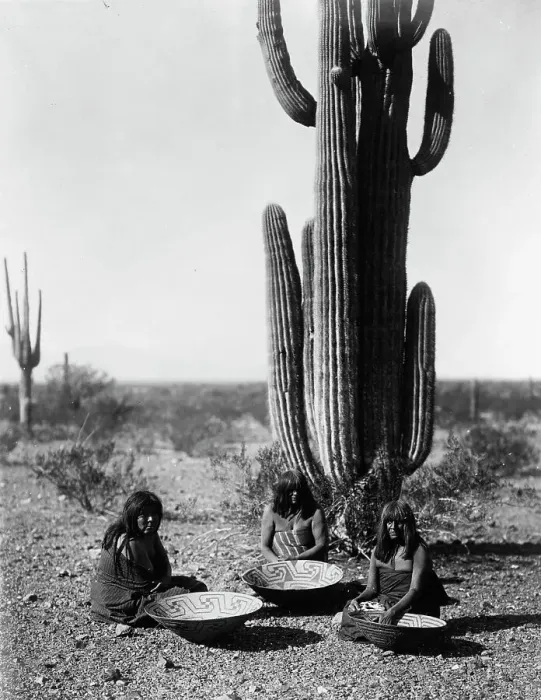 Framed Print : Saguaro gatherers, c1907. Creator: Edward Sheriff Curtis Framed Print : Saguaro gatherers, c1907. Creator: Edward Sheriff Curtis