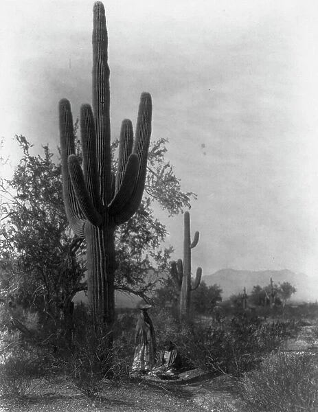 The saguaro harvest-Pima, c1907. Creator: Edward Sheriff Curtis