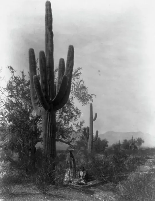 Framed Print : The saguaro harvest-Pima, c1907. Creator: Edward Sheriff Curtis