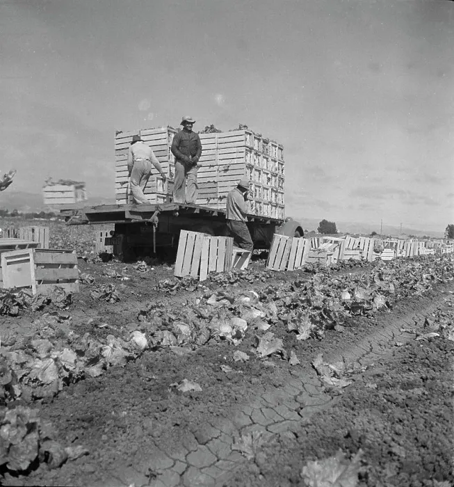 Framed Print : Salinas lettuce fields, California, 1936. Creator: Dorothea Lange Framed Print : Salinas lettuce fields, California, 1936. Creator: Dorothea Lange