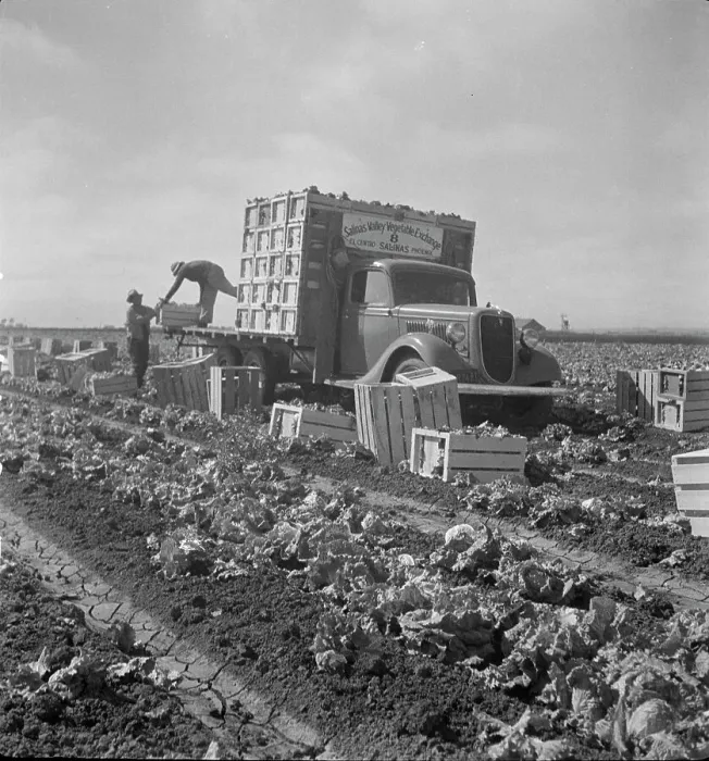 Framed Print : Salinas lettuce fields, California, 1936. Creator: Dorothea Lange