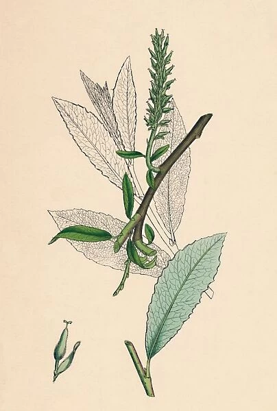 Salix phylicifolia, var. radicans. Tea-leaved Sallow, var. a. 19th Century