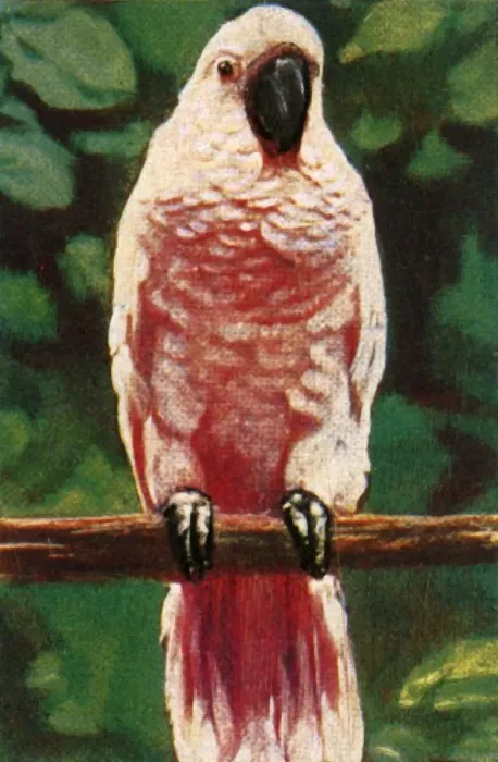 Framed Print : Salmon-crested cockatoo, c1928. Creator: Unknown Framed Print : Salmon-crested cockatoo, c1928. Creator: Unknown