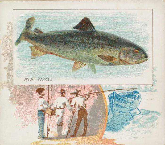 Framed Print : Salmon, from Fish from American Waters series (N39) for Allen & Ginter Cigarettes Framed Print : Salmon, from Fish from American Waters series (N39) for Allen & Ginter Cigarettes