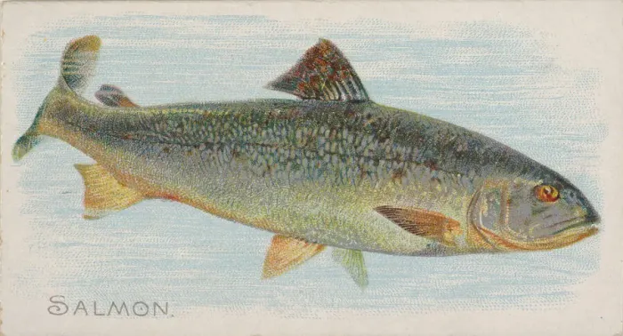 Framed Print : Salmon, from the Fish from American Waters series (N8) for Allen & Framed Print : Salmon, from the Fish from American Waters series (N8) for Allen &