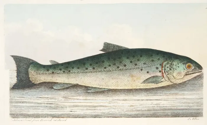 Framed Print : Salmon Trout from Berwick on Tweed, from A Treatise on Fish and Fish-ponds, pub. 1832 Framed Print : Salmon Trout from Berwick on Tweed, from A Treatise on Fish and Fish-ponds, pub. 1832