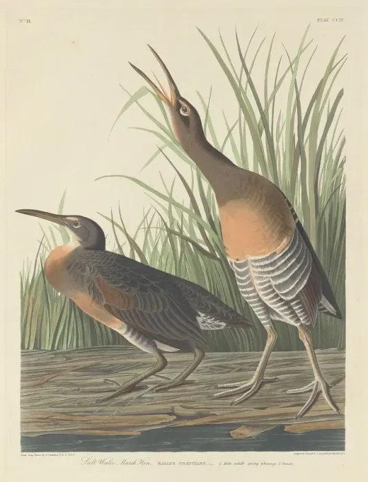 Framed Print : Salt Water Marsh Hen, 1834. Creator: Robert Havell Framed Print : Salt Water Marsh Hen, 1834. Creator: Robert Havell
