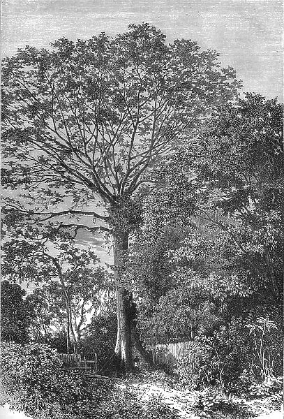 'Samauma Tree of the Amazonian Forests; Indian-Rubber Groves of the Amazons, 1875. Creator: Unknown