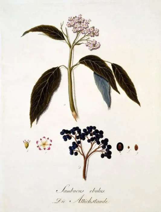 Framed Print : Sambucus Ebulus, 1803-1805 Framed Print : Sambucus Ebulus, 1803-1805